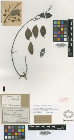 Tetrapterys squarrosa (Griseb.) Griseb. f. ovata Nied.