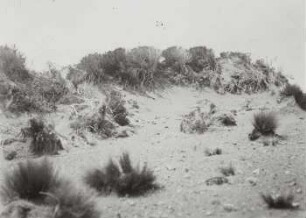 Paramovegetation am Nord Chimborazo in 5500m