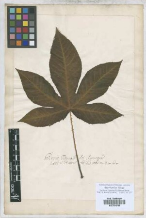 Ricinus