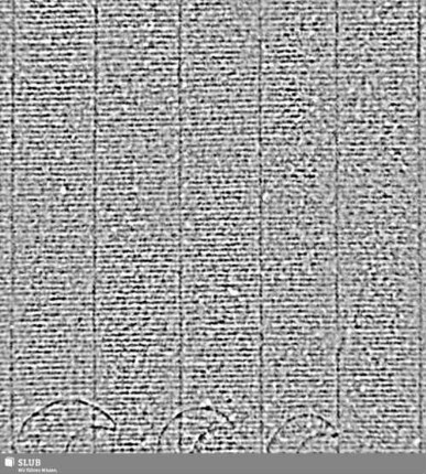 Tre lune / A | […] | C (gekrönt) = S.13/14