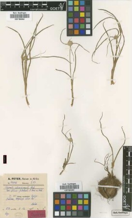 Cyperus submacropus Kük. var. fusco-fibrosus Peter ex Kük.[type]