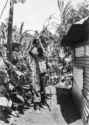 Plantage : Aufnahme eines Mannes, der sich auf einer Plantage bei Malabo befindet.