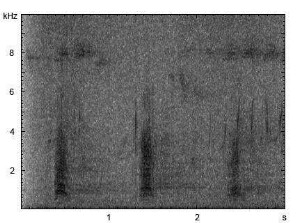 Graureiher | Ardea cinerea - Ruf