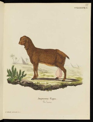 CCLXXXVII. G. Aegoceros Capra. Var. resima.