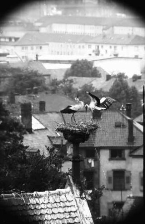 Freiburg: Blick vom Turm der Universität auf ein Storchennest auf der Universitätsbibliothek