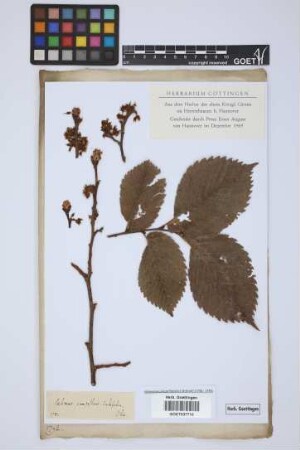 Ulmus campestris subsp. latifolia
