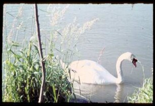 Schwan auf dem Rhein