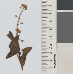 [Blume]