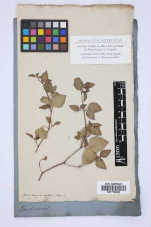 Boerhaavia viscosa