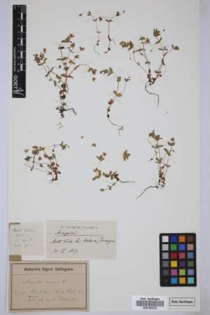 Anagallis spec.