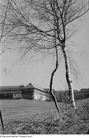 Zwei Birken, im Hintergrund mehrere Häuser (vermutlich in Thüringen)