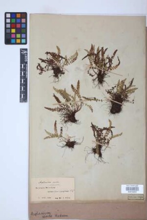 Asplenium viride Huds.