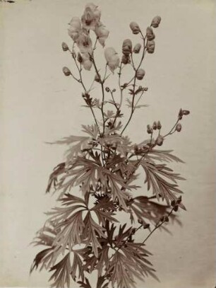 Blühendes Eisenkraut