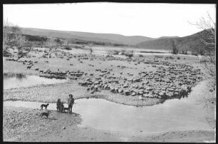 Lewiston, Idaho. Sheep Ranch on Snake River