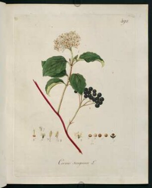 Cornus sanguinea L.