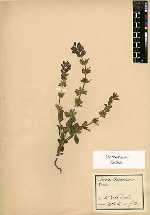 Liabiatae Salvia Horminum Linné, Carl von (1707 - 1778)