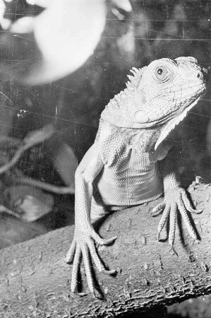 Aquarien- und Terrarienschau, veranstaltet vom Verein für Aquarien-- und Terrarienkunde im Gasthaus "zum Elefanten":