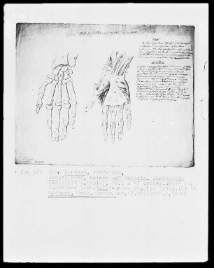 Anatomische Studien — Rechte Hand, Skelett und Muskeln, Innenseite, Folio 16