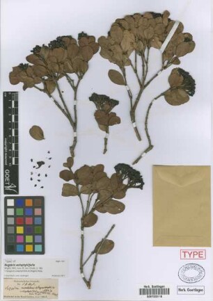 Syzygium calophyllifolium (Wight) Walp.