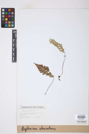 Asplenium obovatum