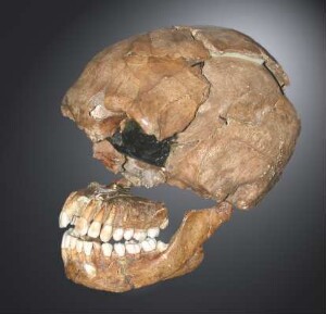 Schädel von Le Moustier ("Homo mousteriensis Hauseri")