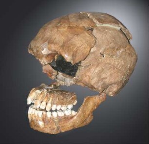 Schädel von Le Moustier ("Homo mousteriensis Hauseri")