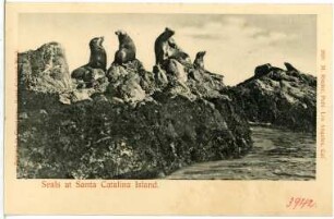 Santa Catalina. Seals of Santa Catalina Island