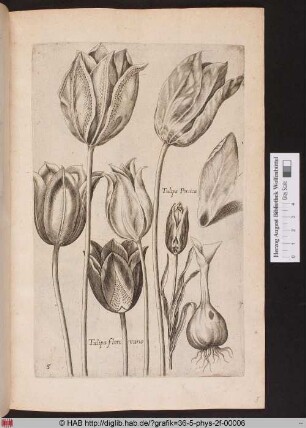 Tulipa flore vario. / Tulipa Persica.