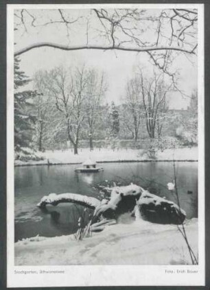 Stadtgarten, Schwanensee [bei Schnee]