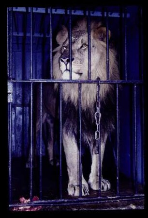 Circus Hagenbeck 16.4.61.