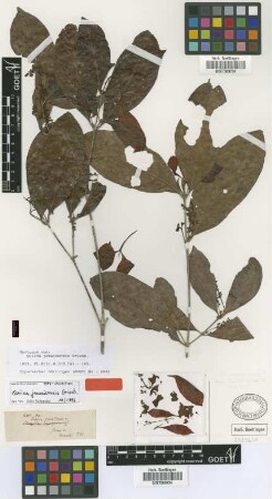 Quiina jamaicensis Griseb.