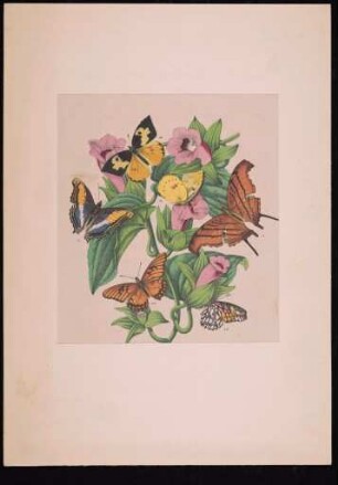 Lithographie-Federzeichnung mit drei Pflanzenstücke