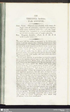 Trigonia daedalea. Tab. LXXXVIII