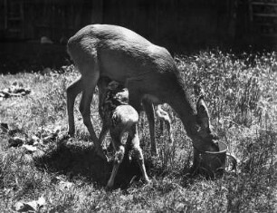 Tiere. Reh mit Rehkitz