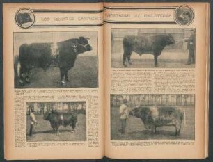 Los grandes campeones Shorthorn de Inglaterra