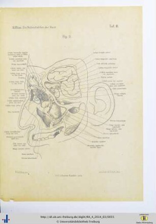 Fig. 3. Taf. III.