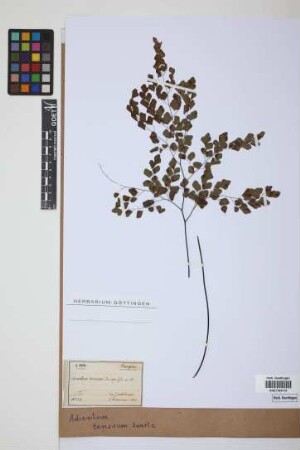 Adiantum tenerum Sw.