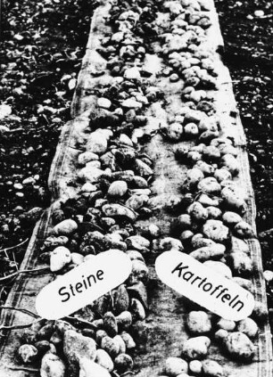 Versuchsergebnis bei Kartoffelernte