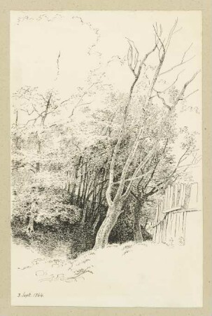 Zaun am Waldrand
