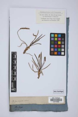 Plantago hirsuta Thunb.