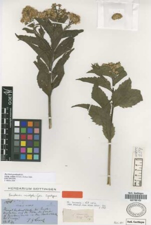 Baccharis sculpta Griseb. [syntype]