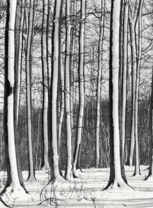 Baumstämme mit Schnee