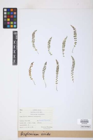 Asplenium viride Huds.