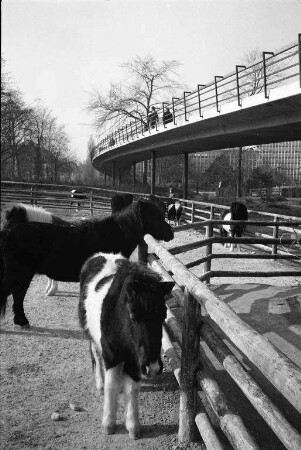 Neue Unterkunft für die Ponies im Karlsruher Zoo.
