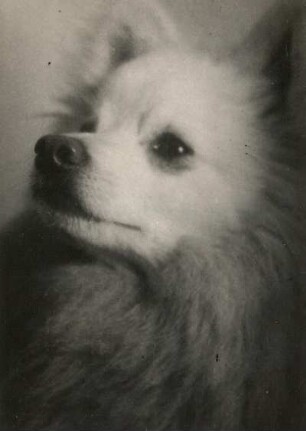 Spitz (canis familiaris)