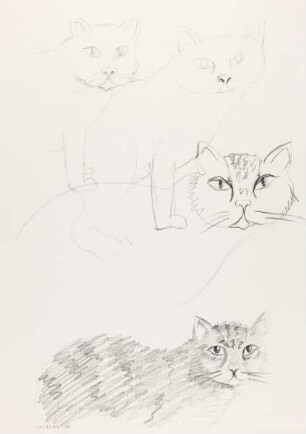 Studien einer Katze