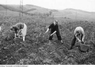 Landwirtschaftliche Produktionsgenossenschaft (LPG). Erntehelfer von der Medizinischen Fachschule, 1960 & Kartoffelernte, Oktober 1952
