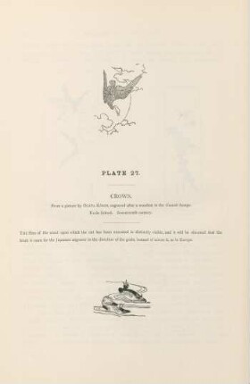 Plate 27. Crows