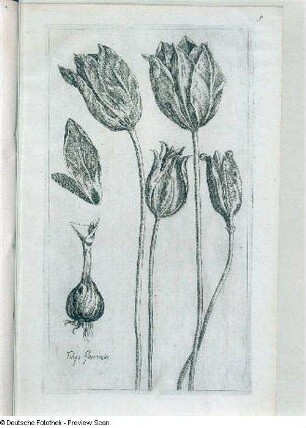 Tulipa flore vario, Folio 9