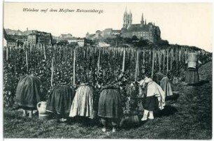 Meißen. Meißner Weinlese mit Winzerinnen